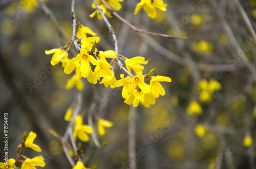 early spring flowering of yellow forsythia
