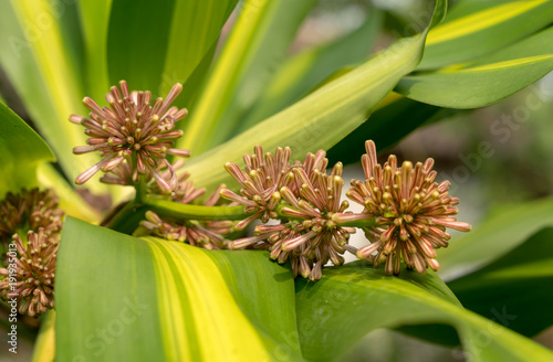 Wallpaper Mural Fragant FLower(Dracaena fragrans) on green leaves Torontodigital.ca