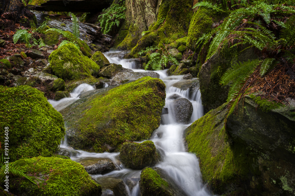 Beautiful Rain Forest Creek in the Pacific Northwest. A small stream meanders through mossy rocks with ferns lining the understory. Beautiful Rain Forest Creek in the Pacific Northwest. A small stream meanders through mossy rocks with ferns lining the understory.