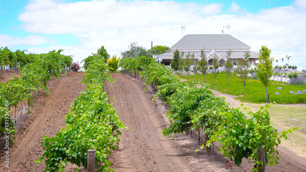 Fototapeta premium House and vineyard estate, Barossa Valley South Australia.