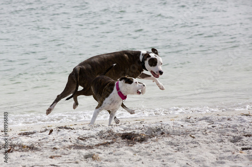 Pit Bull/Great Dane and Pit Bull/Terrier mixed breed dogs running and playing on a sandy beach on the Gulf of Mexico at St. Pete Beach, Florida.