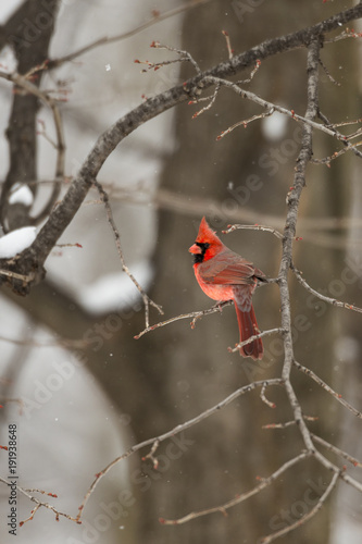 Male Northern Cardinal in Spring snowstorm.