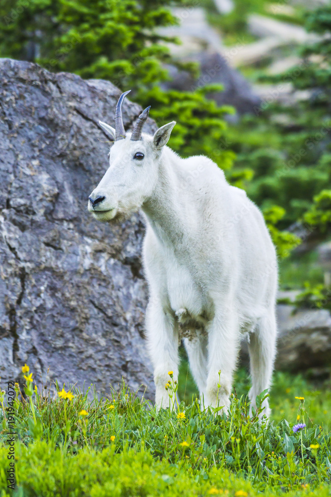 Obraz premium Two mountain goats mother and kid in green grass field, Glacier National Park, Montana