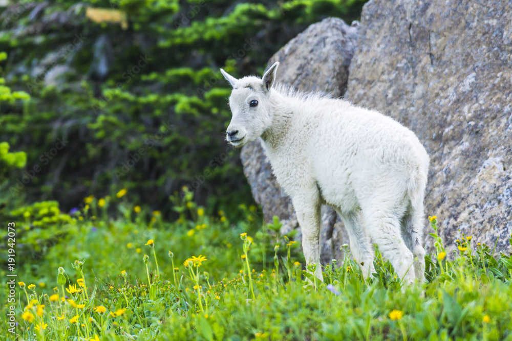 Two mountain goats mother and kid in green grass field, Glacier National Park, Montana Two mountain goats mother and kid in green grass field, Glacier National Park, Montana
