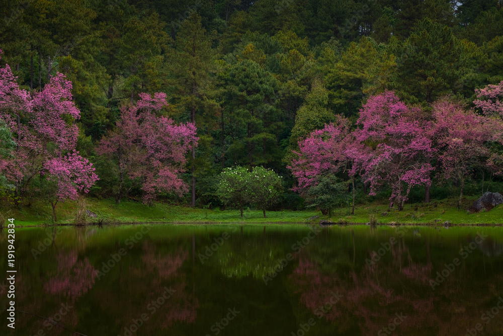 Beautiful cherry blossom or sakura flower background, background Beautiful cherry blossom or sakura flower background, background