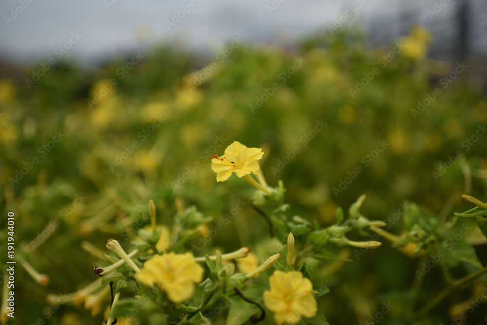日本の山野草 日本の山野草