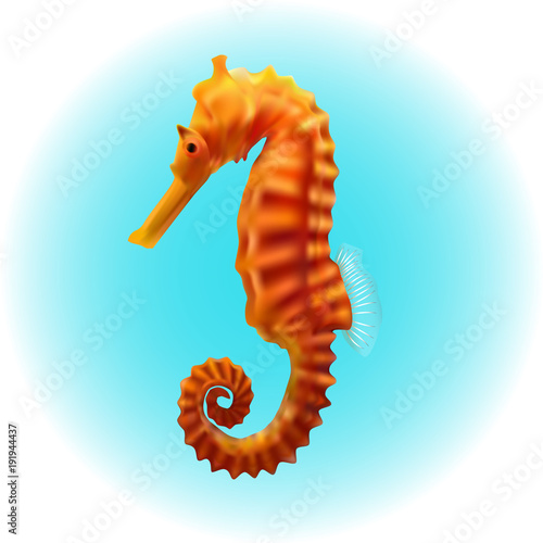Seahorse