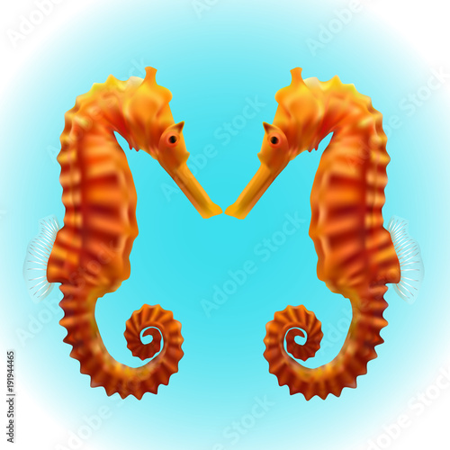 Seahorse