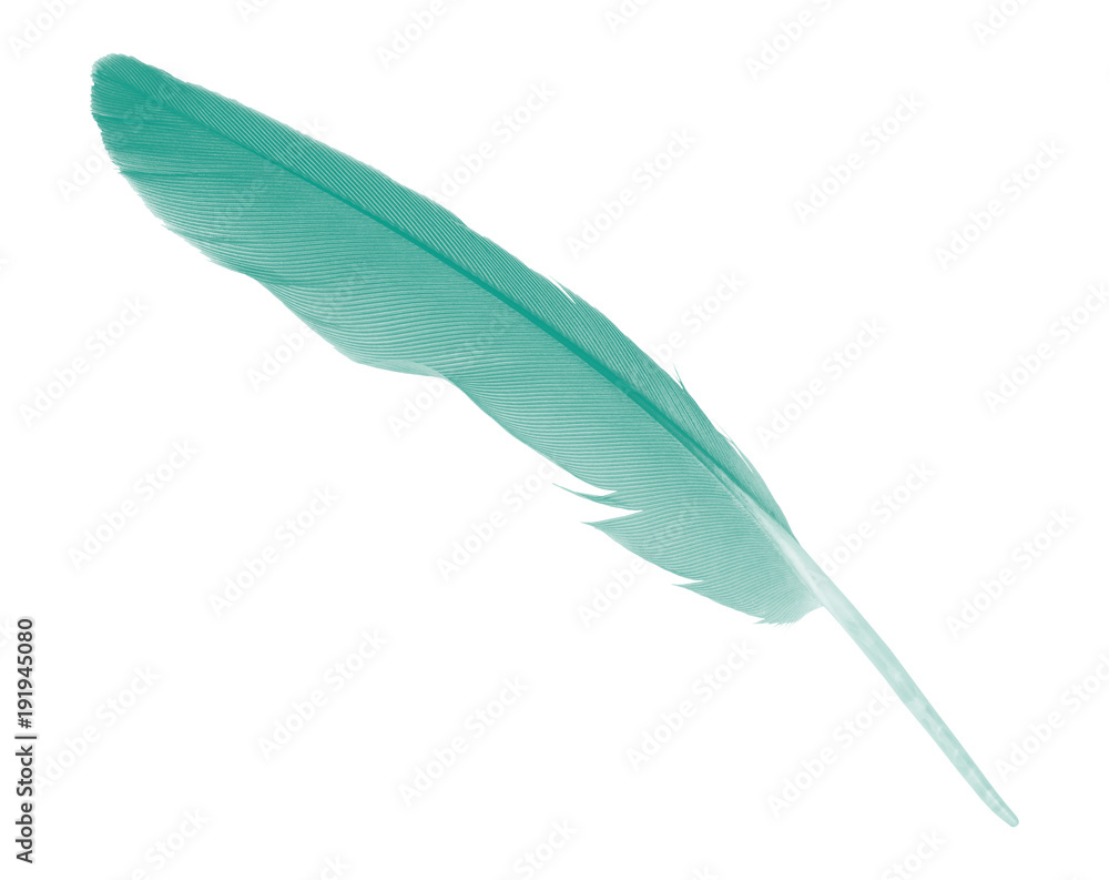 Beautiful green florida keys colors tone  feather texture background,trends color