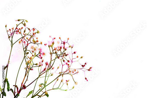Grass flower isolated on white background