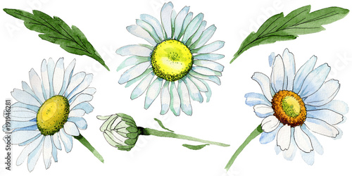 Wildflower chamomile flower in a watercolor style isolated. Full name of the plant: chamomile. Aquarelle wild flower for background, texture, wrapper pattern, frame or border.