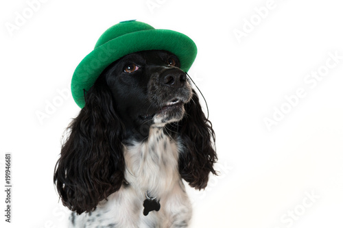 Beautiful female spaniel in a green hat on white background photo