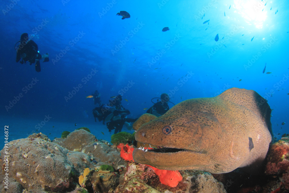 Fototapeta premium Giant Moray Eel and scuba divers