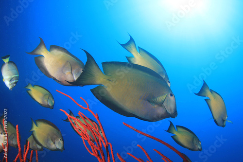 Surgeonfish fish on coral reef