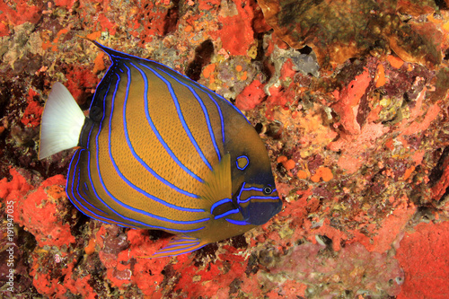 Blueringed Angelfish reef fish photo