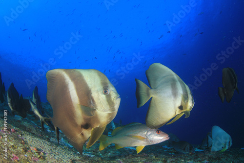 Longfin Spadefish (Batfish) fish