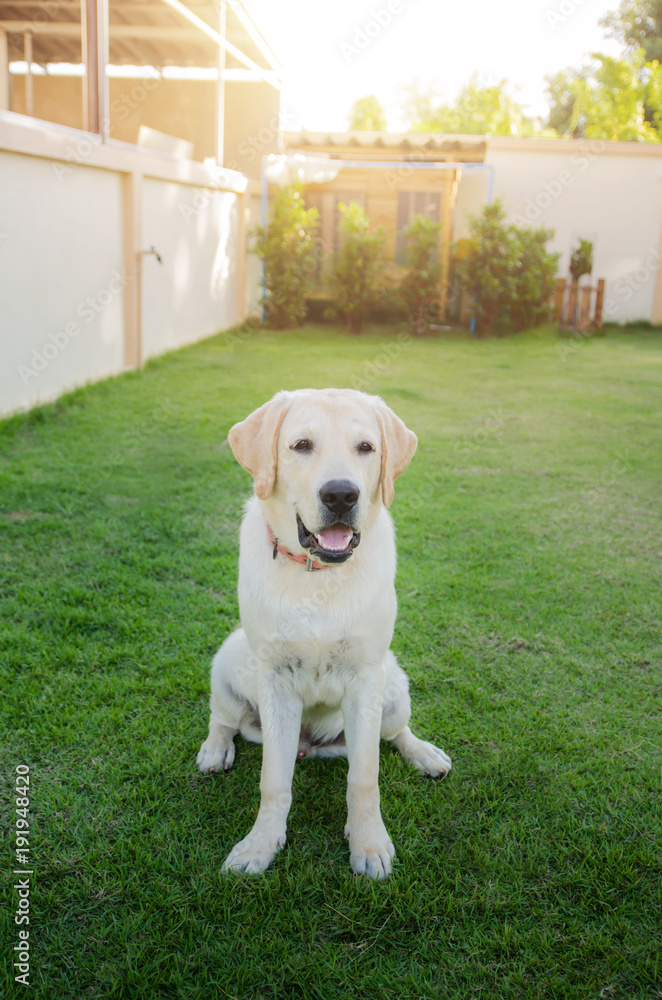 the dog breed Labrador on a green grass
