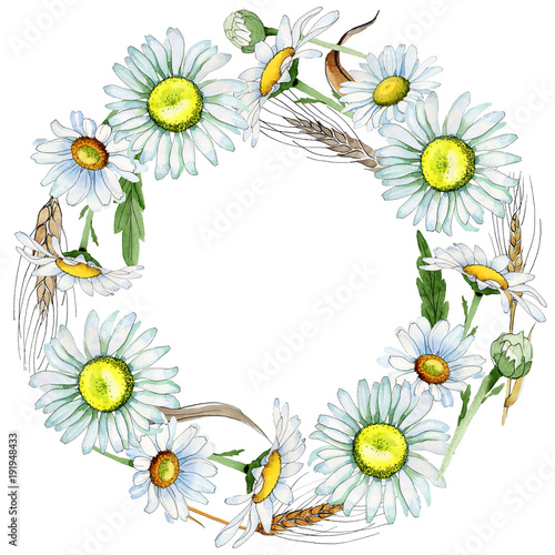 Wildflower chamomile flower wreath in a watercolor style. Full name of the plant: chamomile. Aquarelle wild flower for background, texture, wrapper pattern, frame or border.