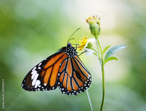 Closeup of Monarch butterfly