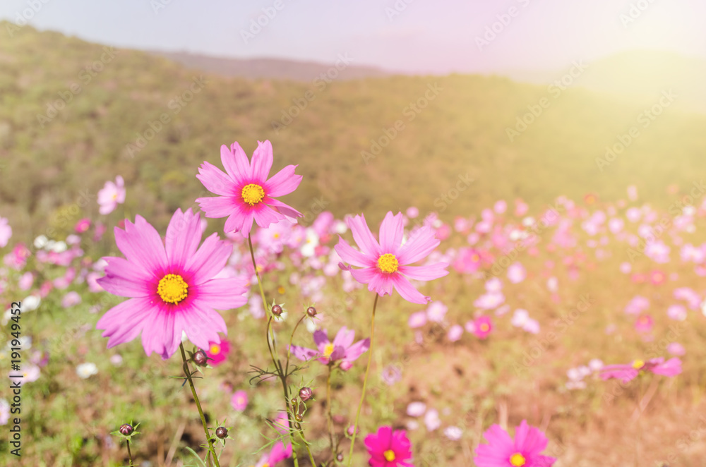 beautiful garden flowers