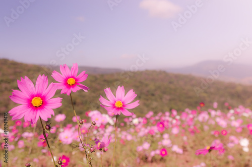 beautiful garden flowers