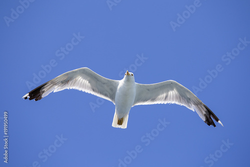 Portrait of a gull over the sea in front of Istanbul, Turkey