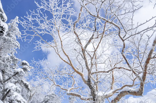 snowed tree and sky