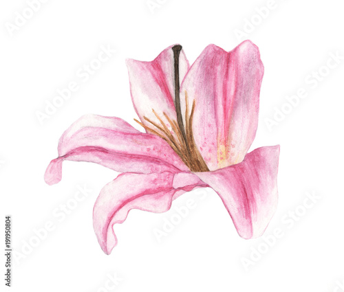 Watercolor of pink lily  hand drawn illustration of flowers isolated on a white background.