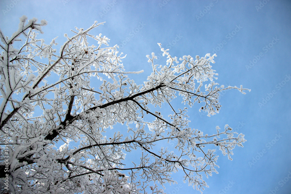 View up to the branch of the tree with hoarfrost and the blue sky background