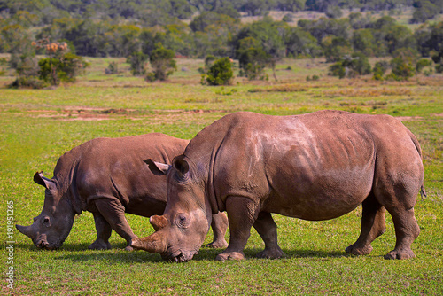 Africa Rhinoceros  Kenya  Africa