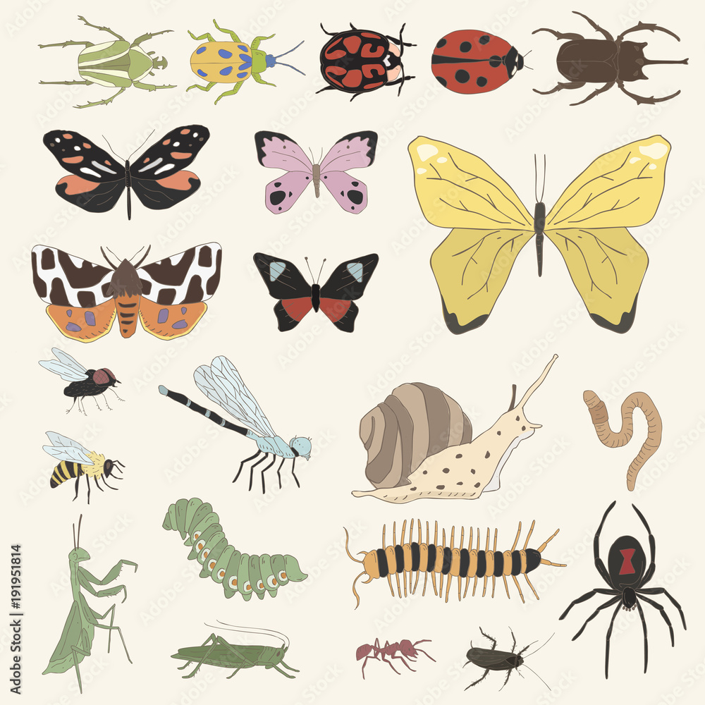 Obraz premium Illustration of bugs and insects