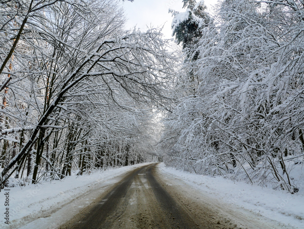 Obraz premium winter forest trees