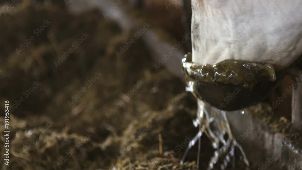 Cow eating hay in farm barn agriculture. Dairy cows in agricultural farm barn. Cow eating hay in farm barn agriculture. Dairy cows in agricultural farm barn.