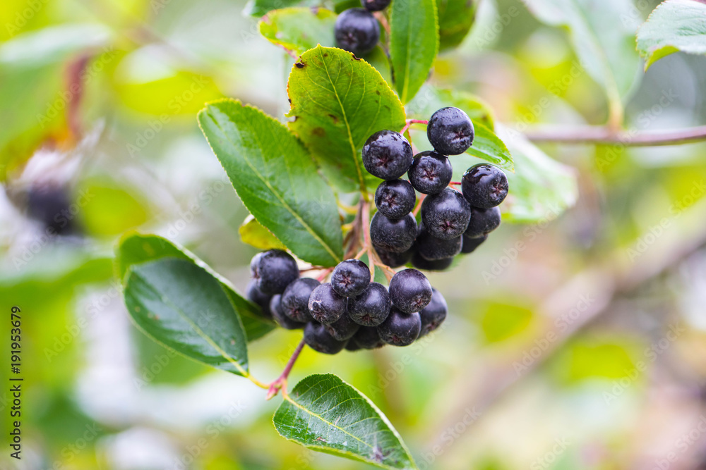 Черноплодная рябина Aronia melanocarpa black chokeberry Черноплодная рябина Aronia melanocarpa black chokeberry