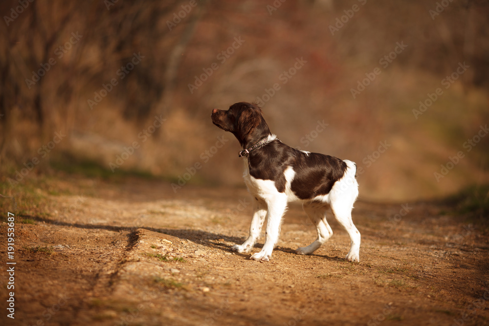 cute hunting puppy breed epagneul Breton on a walk in the forest beautiful portrait