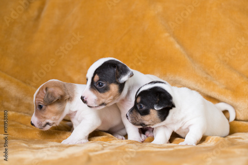 Jack Russell puppies