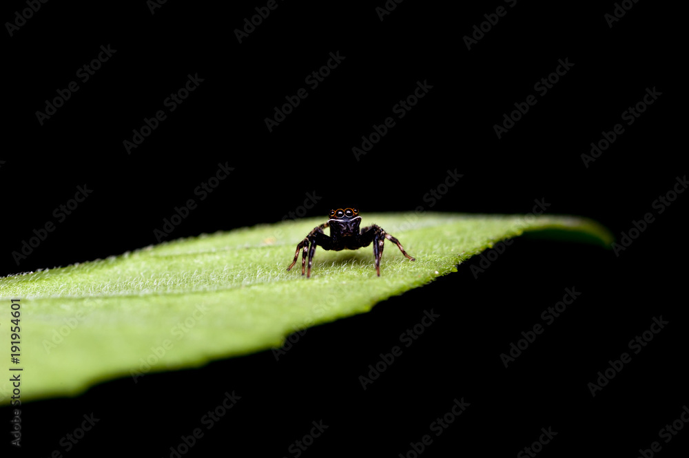Jumping spider on leaf Jumping spider on leaf