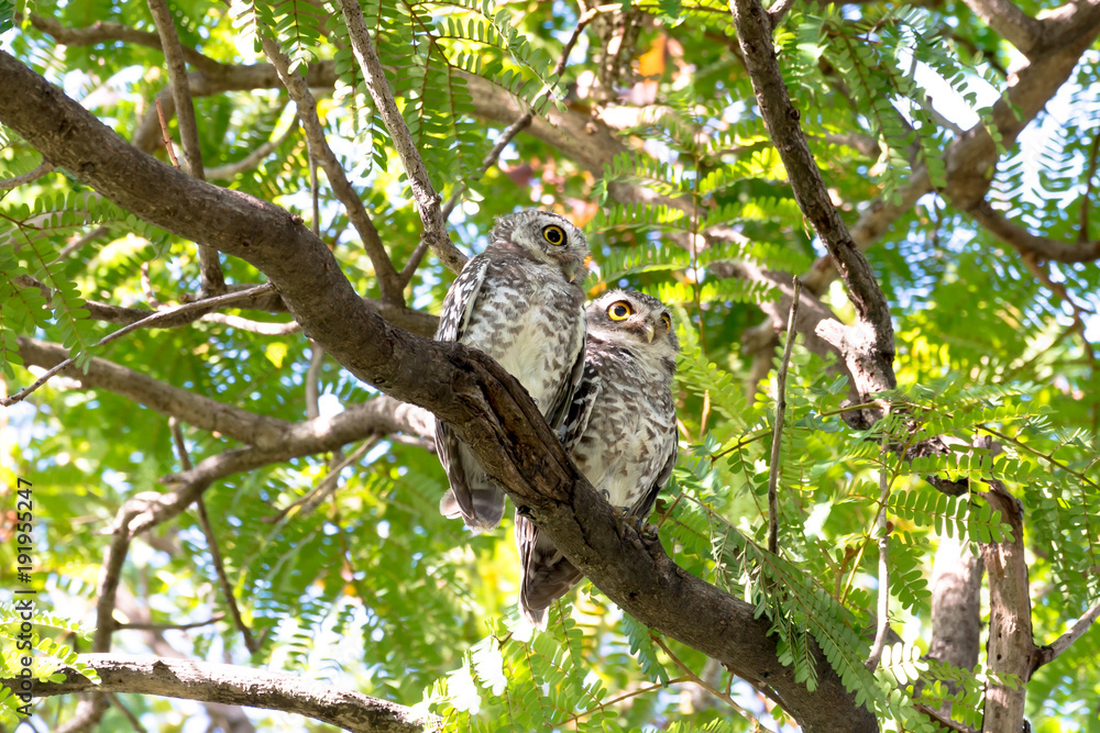 Couples Of Spotted Owl In Nature Couples Of Spotted Owl In Nature