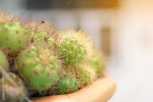 Close-up Cactus thorns, Detail of the cactus.