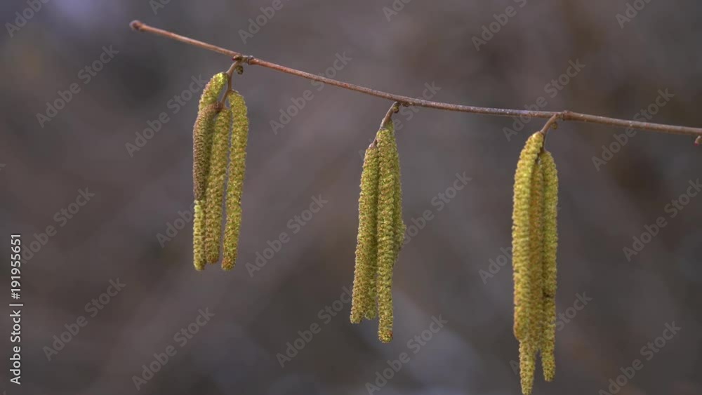 Man touches Hazel buds in the breeze - (4K)