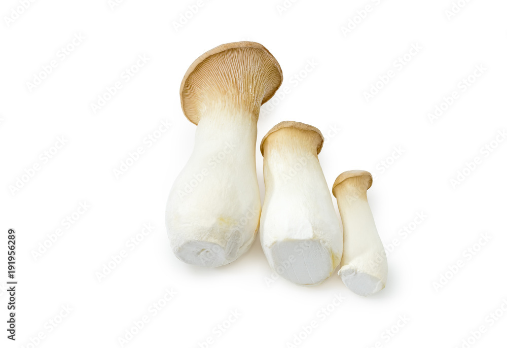 Three fresh cultivated Eringi mushrooms different sizes Three fresh cultivated Eringi mushrooms different sizes