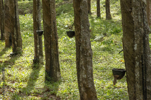 Culture d'Hévéa et récolte du caoutchouc