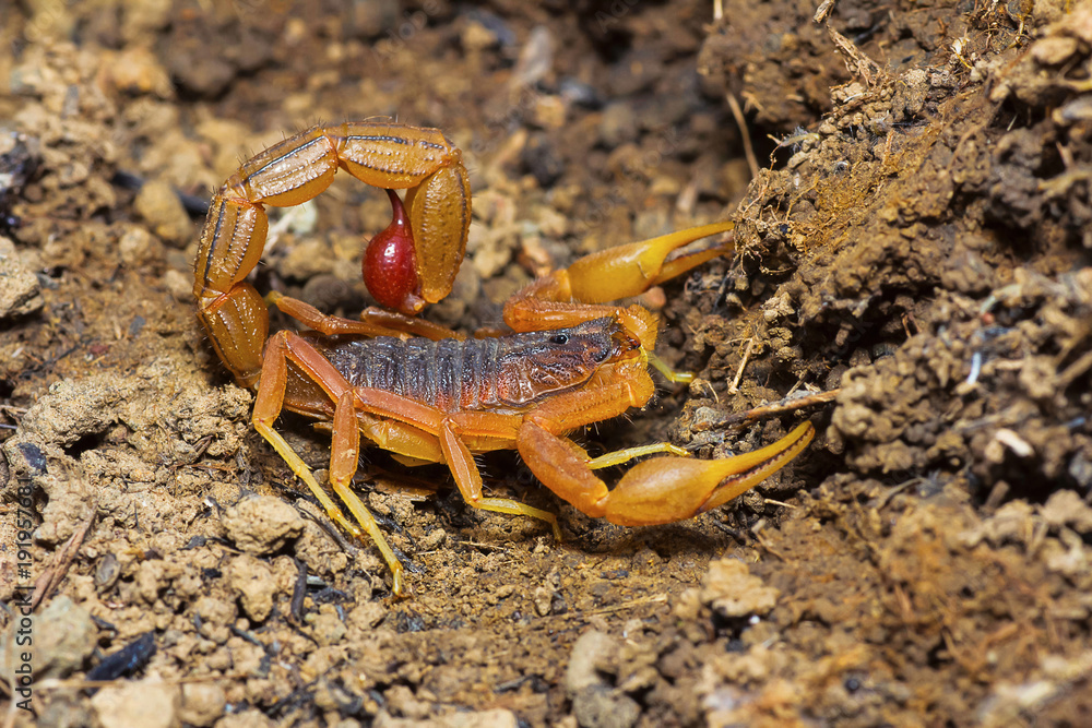 Indian Red Tail Scorpion, Hotenttota tamulus, Saswad, Pune District, Maharashtra Indian Red Tail Scorpion, Hotenttota tamulus, Saswad, Pune District, Maharashtra