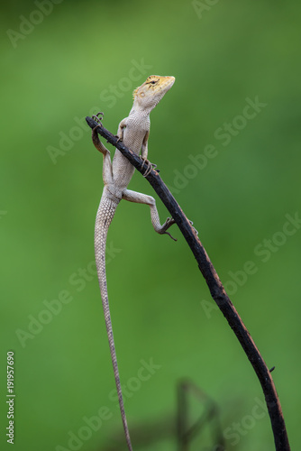 Funny Lizard Posture on green background