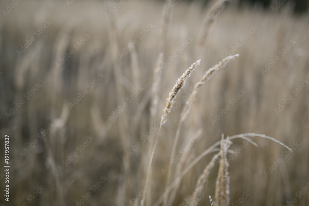Fototapeta premium suszone kwiaty w mroźny poranek