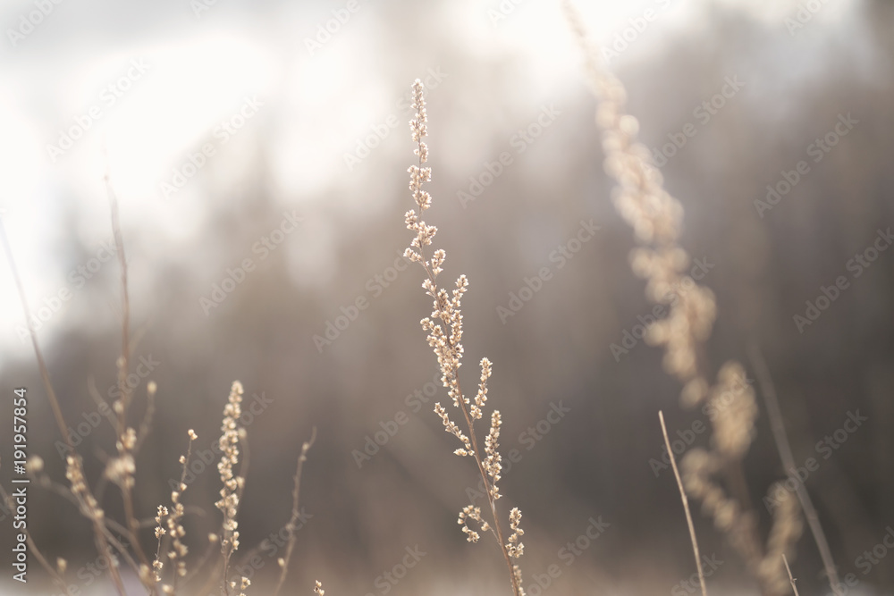 Fototapeta premium dried flowers in the sunset light