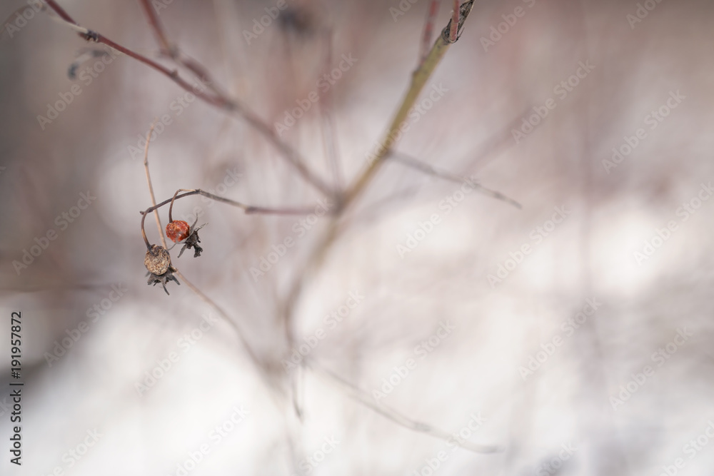 lone dog rose on a frosty day lone dog rose on a frosty day