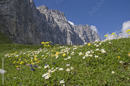 Blumenwiese im Karwendel