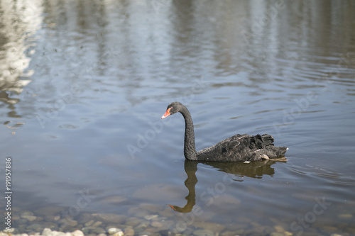black swan swims in a pond