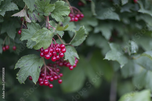 clusters of viburnum berries